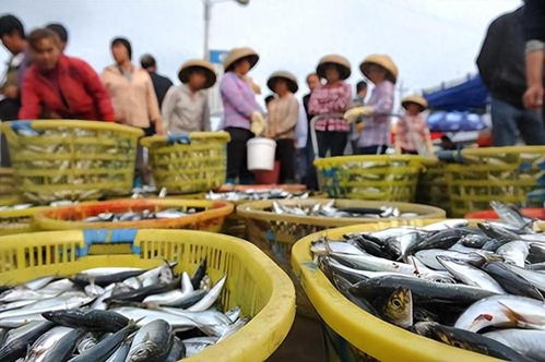 两岸鱼贩齐声拒售日本海产，大陆政策引发民间响应