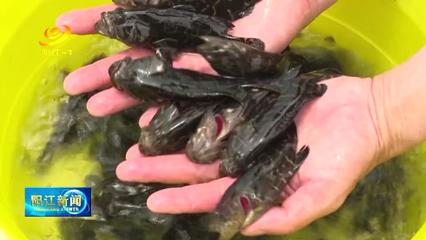 阳西沙扒渡头 四季码头的产业跃迁，工厂化鱼苗打通增收致富路