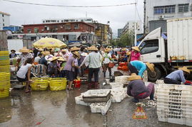 天涯海角与水产码头 四季码头的多彩记忆